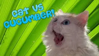 🙀 CAT Vs 🥒 CUCUMBER Try Not To 😂 LAUGH Impossible!!