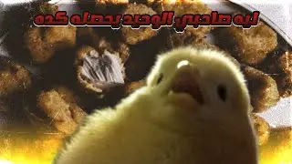 قصة صديقي الصدوق انتهى قبل ما ينطبخ!!؟