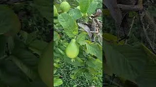 #tropical #guava