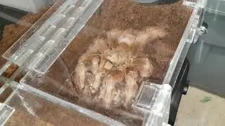 Tarantula Eggsac Incubator