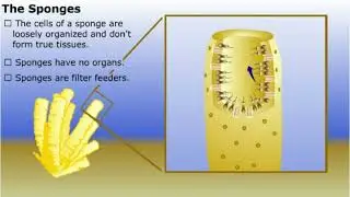Phylum Porifera || Sponges