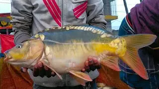Hungary Fish in the Market