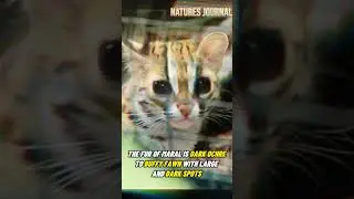 Visayan Leopard Cat | Locally Extinct Leopard Cat #animals #wildlife