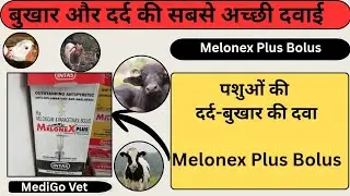 Melonex Plus Bolus Uses in Hindi | Meloxicam Paracetamol Veterinary Medicine | Dose & Side Effects