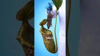 Can a Venus Flytrap Eat a Rat?