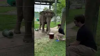 Even more Emily drumming content. #elephant #elephants #drum #drums #drummer