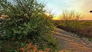 Relaxing Wave Sounds - Autumn Olive at Sunset Full Flower 4K