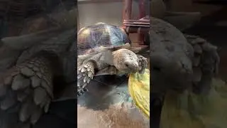 Ninja super crunchy snack #asmr #tortoiseasmr #animalasmr #crunchy #tinydino #cutestpets #viral #dcv