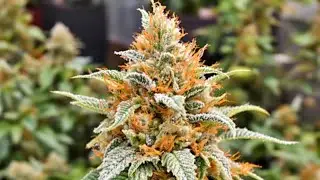 Breeding Project: Purple Haze & Kush x Super Lemon Haze Auto ⛺=🔥| Day 40  #Autoflower  #GrowYourOwn 