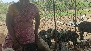 charane nikal ke time 😍 fanny!!!? video sheep 🦙 riding @RGJ24