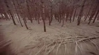 Diatone taycan - Forest flying