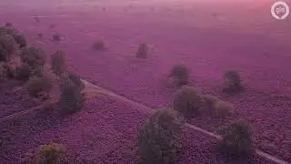 Paarse heide! Zo mooi staat de Veluwe in bloei (Drone)