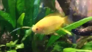 2 gallon nano tank with low light plants　アクアリウム7.8L 陰性水草水槽