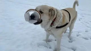 My dog 🐶is so welcoming || dog  favourite food 🥘 