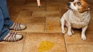Dog submissive peeing