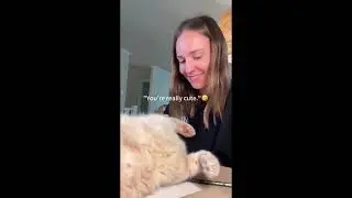 Recopilaci&oacute;n Risas Videos Graciosos Gatos y Gatitos - Volumen 1 | Si te ries pierdes!