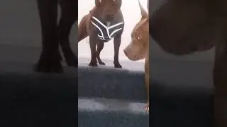 pitbull sisters