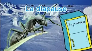 Bilan de la diapause de mes fourmis 2024