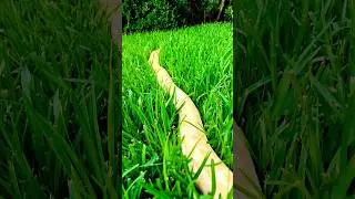 Burmese Pythons:, Handling & Behavior in the Wild vs Captivity!