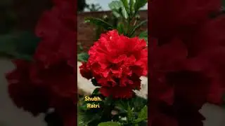 shubh Ratri with beautiful flower 🌹🌹