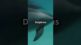 The Intelligent Marine Mammal: The Bottlenose Dolphin