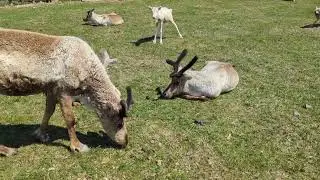 Reindeer Ranch and Underground Research Center in Horonobe