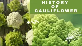 The flavorful journey of Cauliflower | History of Cauliflower | Unlock the Mystery of Cauliflower!