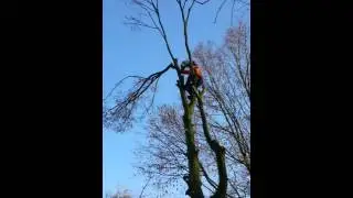 Bomen rooien