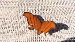 Ruddy dagger-wing