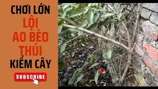 Chơi Lớn!!! Lội Ao Bèo Nước Thối Kiếm Cây Về Chơi Bonsai Kết Quả Bất Ngờ