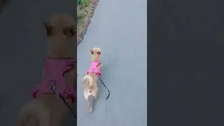 running chiweenie dog #pets #animals #shorts