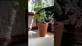 Dioscorea elephantipes