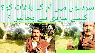mango covered  winter summer/winter summer cover mango/pakistan agriculture imran Khan 