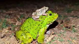 Funny Frog | laughing frog | funny frogs and toads for laugh | Animal Frog Survival funny