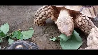 Daily Routine with Bigger Sulcata in the Garden | Sulcata & Cherry Head Tortoise | Vlog | Berkebun
