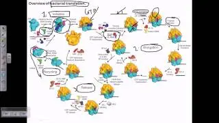 Protein synthesis process