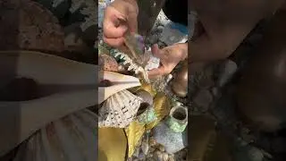Giant Pearl Scallops vs. Freshwater Snails: Which Makes More Pearls?