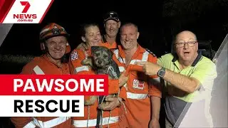 A family dog is safe and well after an 11-hour mission to retrieve her from a wombat hole | 7NEWS
