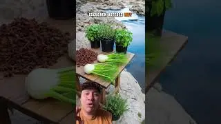 Las semillas de hinojo y an&iacute;s estrellado las conoces? #alcampo #infusionesnaturales #sabiasque