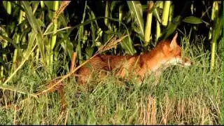 Niedersachsens schlaue F&uuml;chse: Fuchs auf  Streifzug
