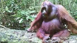 Discovering amazing wildlife in Rungan Landscape