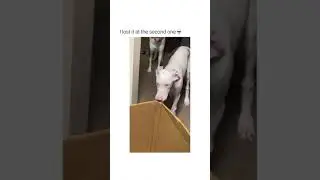 WAIT FOR THE SECOND ONE