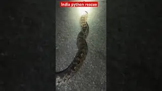 India rock python rescue #mpforest #snake #cobra #वनविभाग #MPforestdepartment