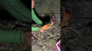 BAREHAND Catching Freshwater Crab - WILD River Monster!
