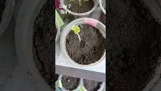 How to Grow Nasturtium From Seed. #gardening #gardeningvideos #garden #plant #nasturtium #flower