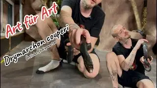 Art f&uuml;r Art - Drymarchon couperi
