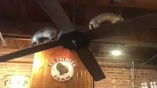 X2 Custom Belt Driven Armadillo and Fish 70&rdquo; Ceiling Fans (2025 REMAKE)