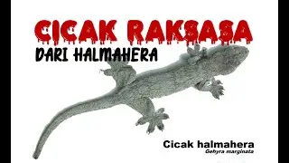 Cicak Raksasa dari Halmahera.