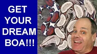 Getting YOUR Dream Boa: Brian Boas Terms of Sale!