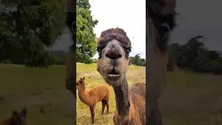 Animal Doing Dumb Things #animals #shorts #viralshorts